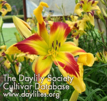 Daylily One Hot Mama